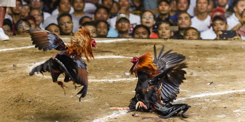 Những lý do mà bạn nên lựa chọn đá gà Thomo để chơi mỗi ngày